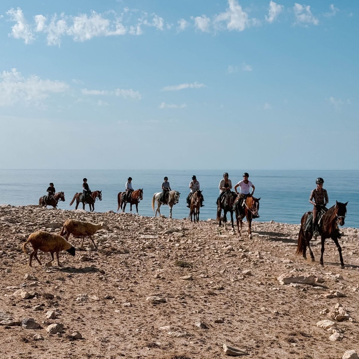 Horse Trail